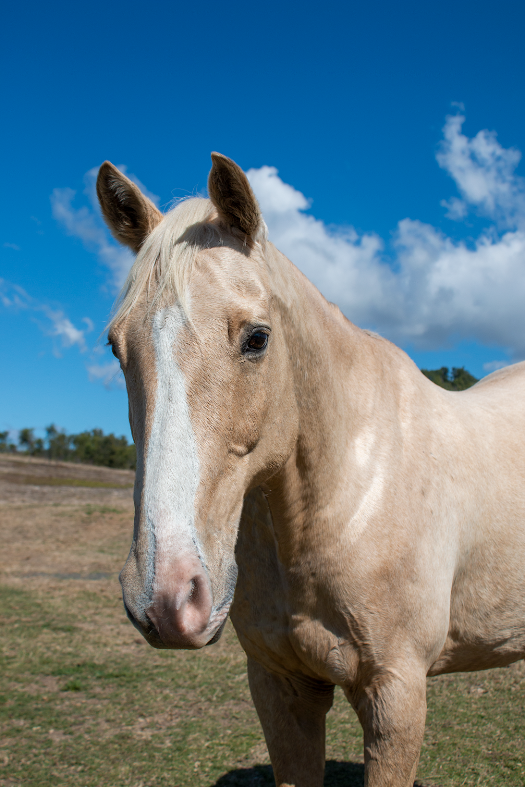 Giddy Up Farm | 2 Nelson Ln, Laidley Creek West QLD 4341, Australia | Phone: 0419 679 465