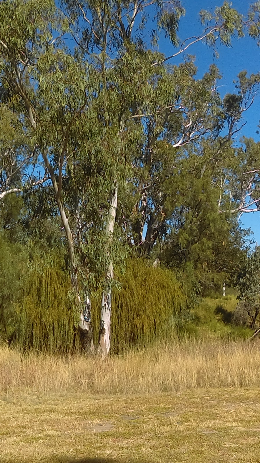 Apex Park | park | Toowoomba Cecil Plains Rd, Cecil Plains QLD 4407, Australia