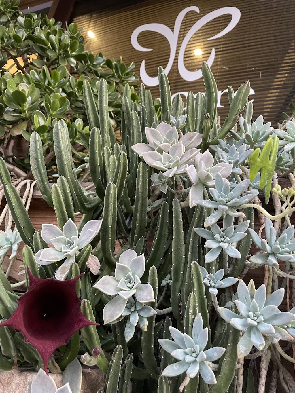 YouCare | 132 Kennedy Ter, Paddington QLD 4064, Australia | Phone: 0431 445 734