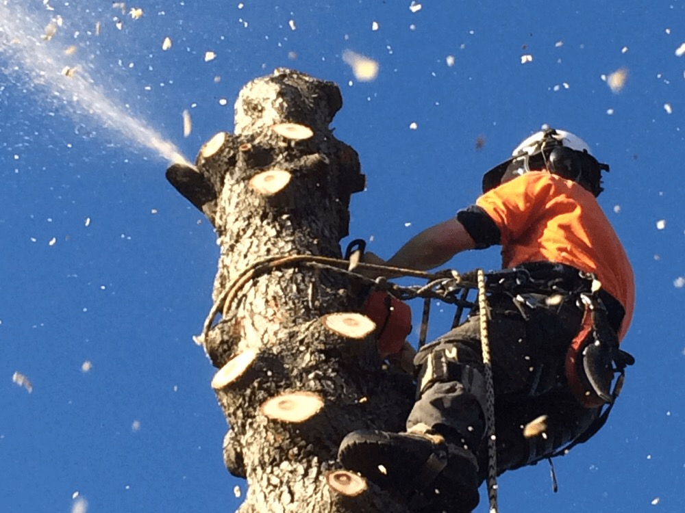 Treetops Tree Services | 3 Bussell Cres, Cook ACT 2614, Australia | Phone: 0407 573 008