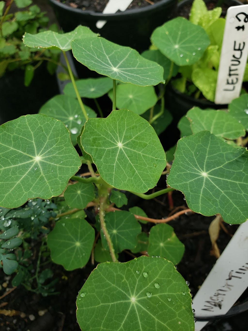 Sundrenched Seedlings Garden Centre | 88/90 Queen Elizabeth Dr, Coraki NSW 2471, Australia | Phone: 0401 367 323
