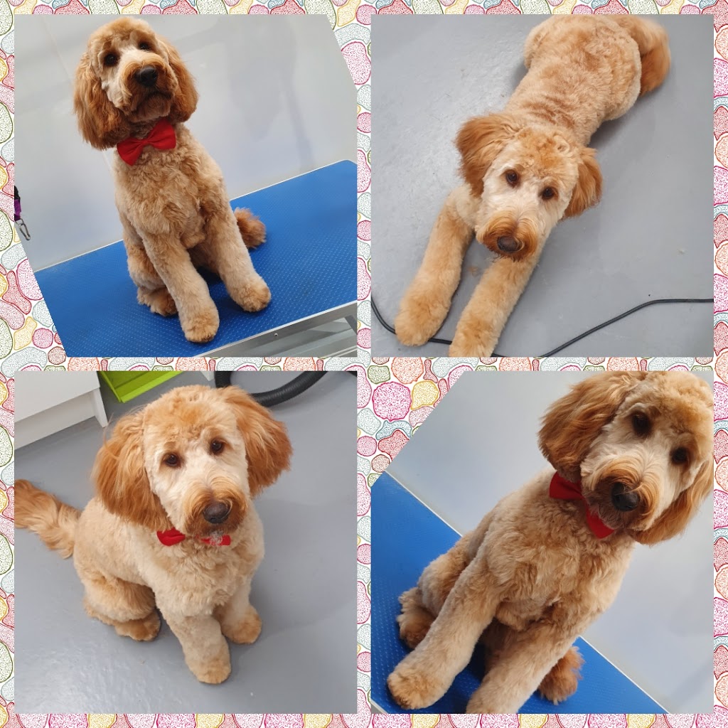 Mollys Paws Deluxe Dog Grooming | Raymond Ave, Langwarrin VIC 3910, Australia | Phone: 0450 730 424