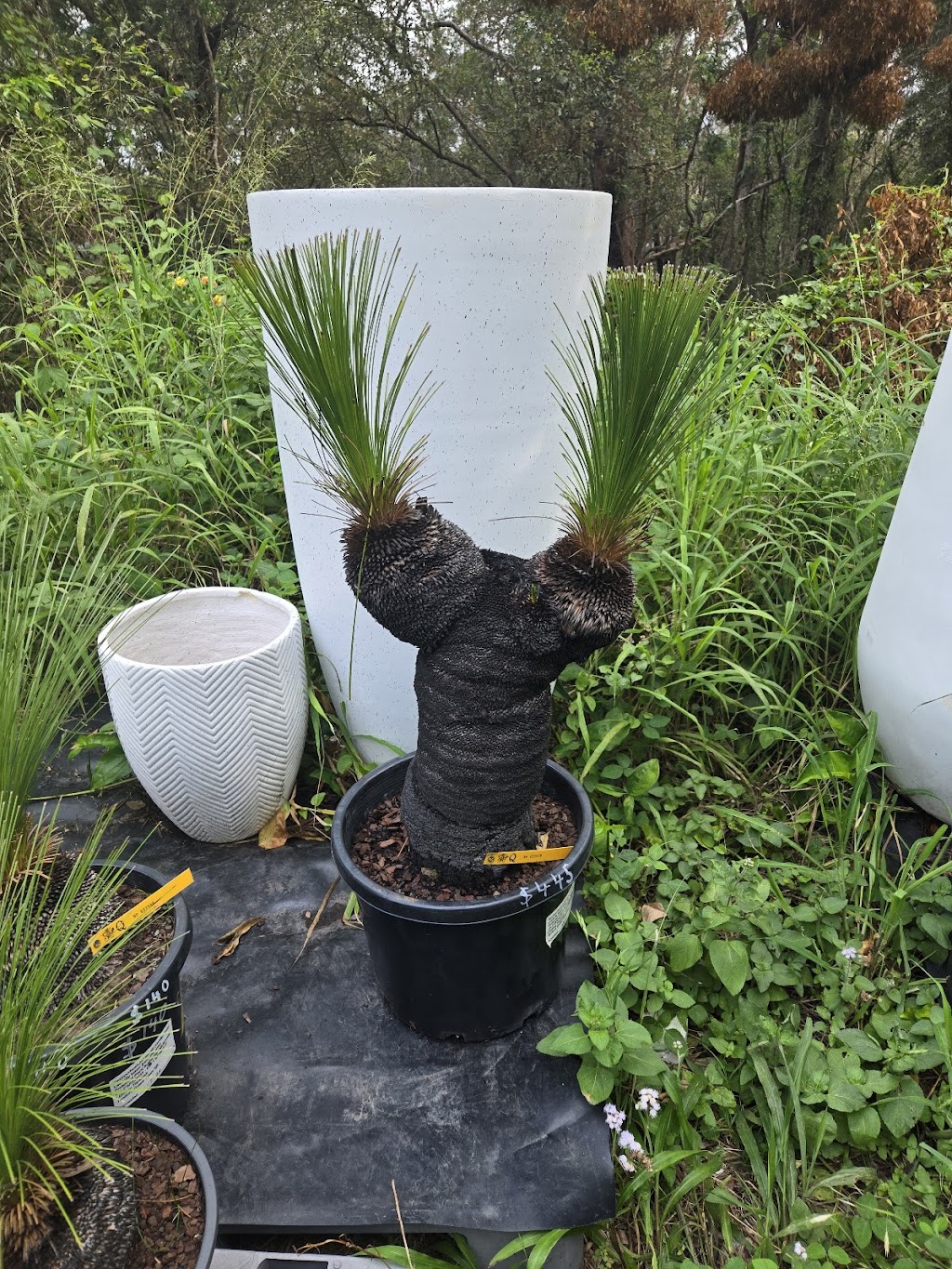 Advance Nursery | 164 Woodlands Dr, Thornlands QLD 4164, Australia | Phone: 0407 954 313