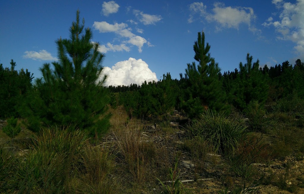 Belanglo State Forest | park | Belanglo NSW 2577, Australia