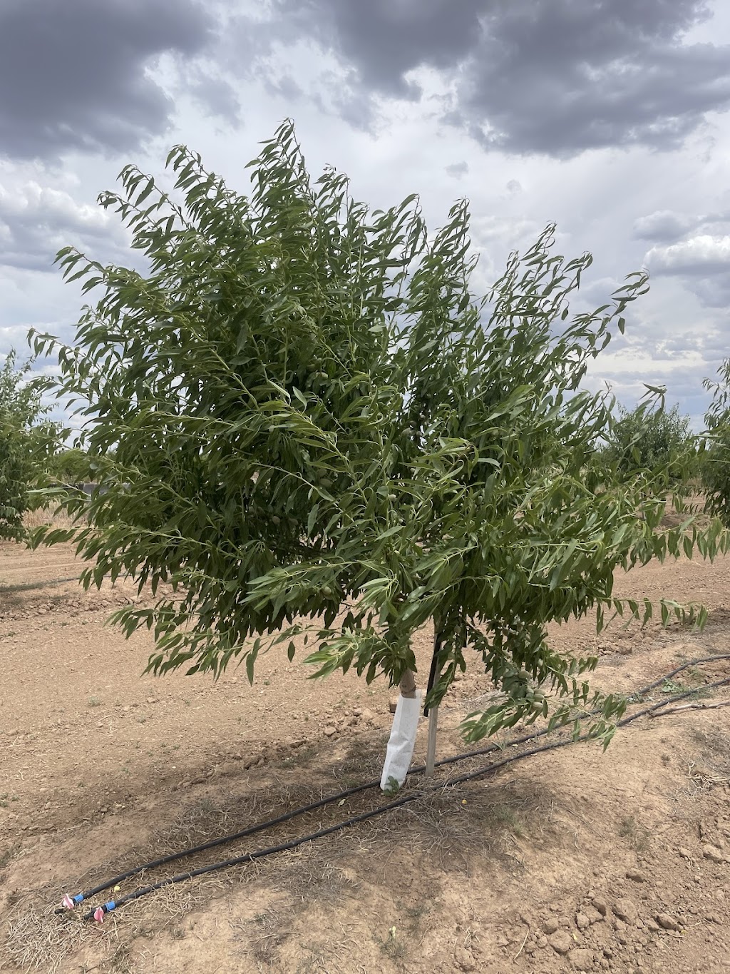 Tatura Farms | 1660 Pogue Rd, Tatura VIC 3616, Australia | Phone: 0490 078 930 Tatura Farms | 1660 Pogue Rd, Tatura VIC 3616, Australia | Phone: 0490 078 930