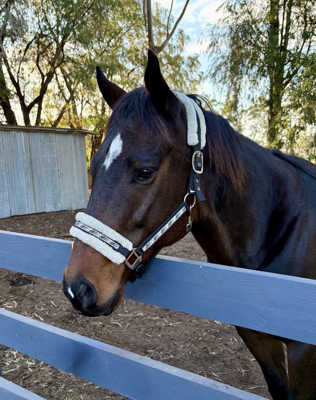 Jasper Equine Assisted Therapy and Counselling | 183 Craig Rd, Pearcedale VIC 3912, Australia | Phone: 0423 764 919