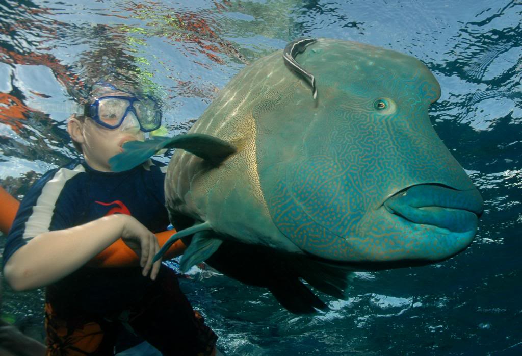 Matador Whitsundays | Coral Sea Marina, Shingley Dr, Airlie Beach QLD 4802, Australia | Phone: 0417 158 838