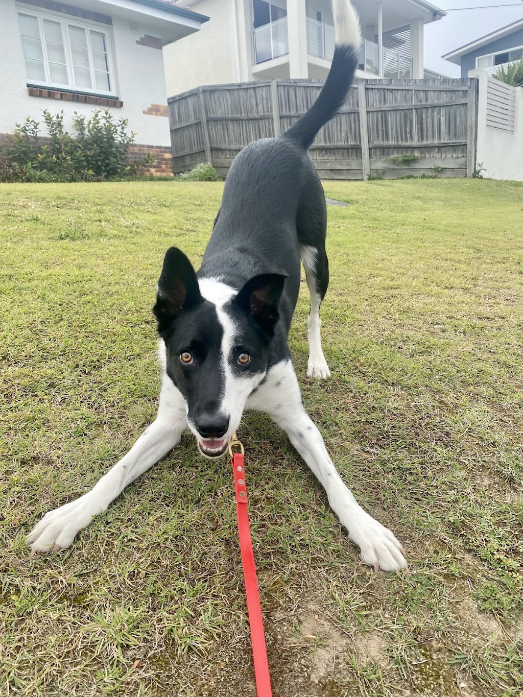 Bayside K9 Training | 36 Solway Cres, Carbrook QLD 4130, Australia | Phone: 0411 668 696