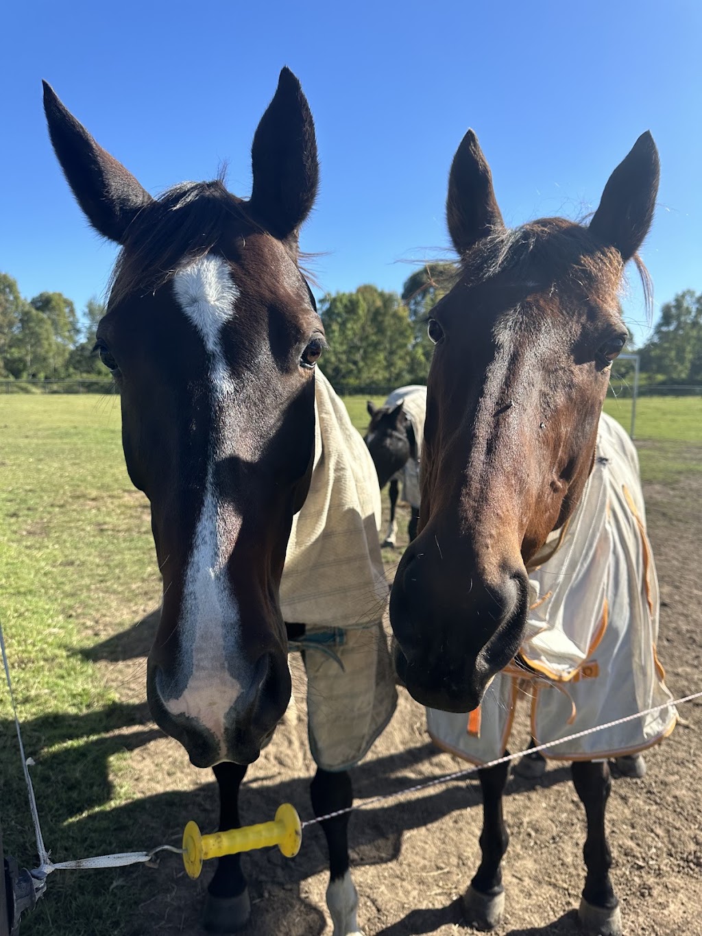 Lucky Horse Sitting | 26 Nikau Cres, Nerang QLD 4211, Australia | Phone: 0478 016 747