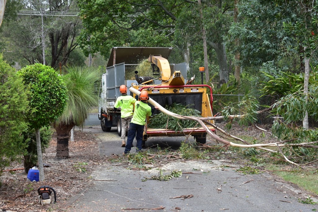 Trees Palms and Stumps | 392 Mount Cotton Rd, Capalaba QLD 4157, Australia | Phone: 0409 621 863