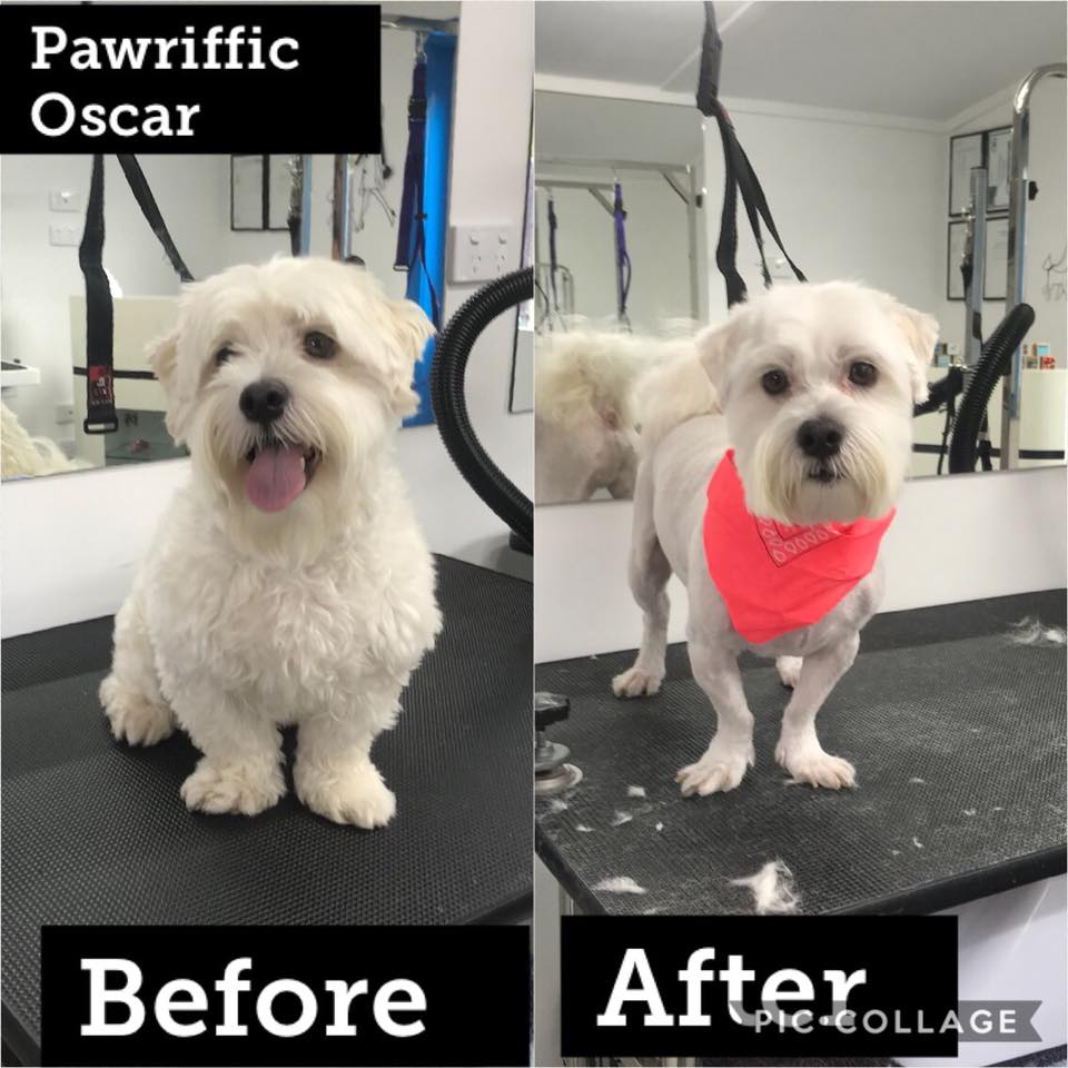 Pawriffic Clips | 7 Stuart Pl, Eight Mile Plains QLD 4113, Australia | Phone: 0417 647 788