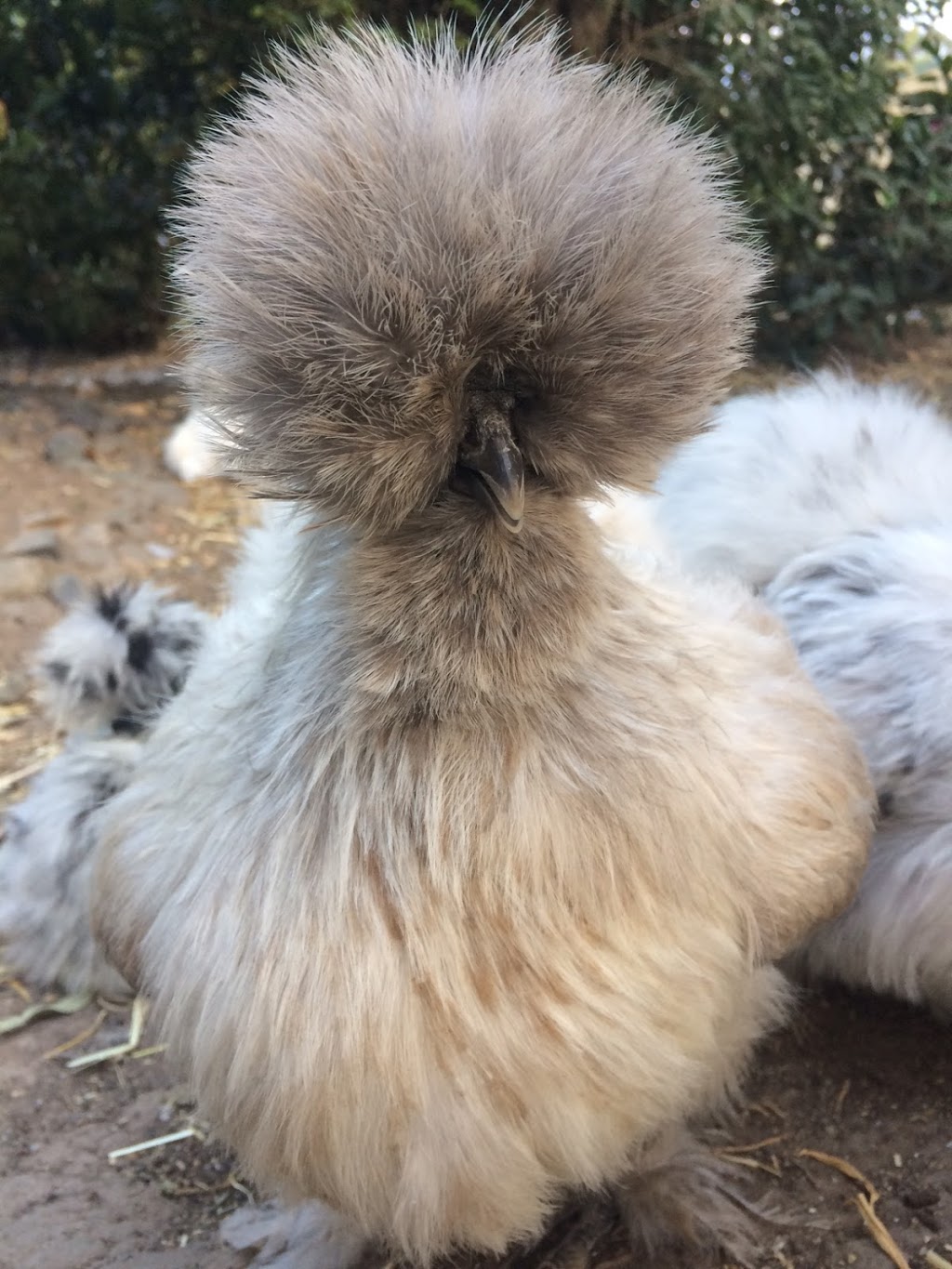 Chatty Chicks - Silkie Breeder | store | Cedar Vale QLD 4285, Australia