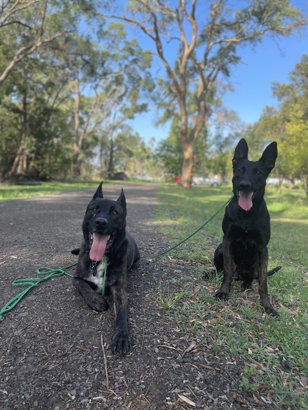 Hollandse Herder kennels | 15 Howell Rd, Londonderry NSW 2753, Australia | Phone: 0448 702 803