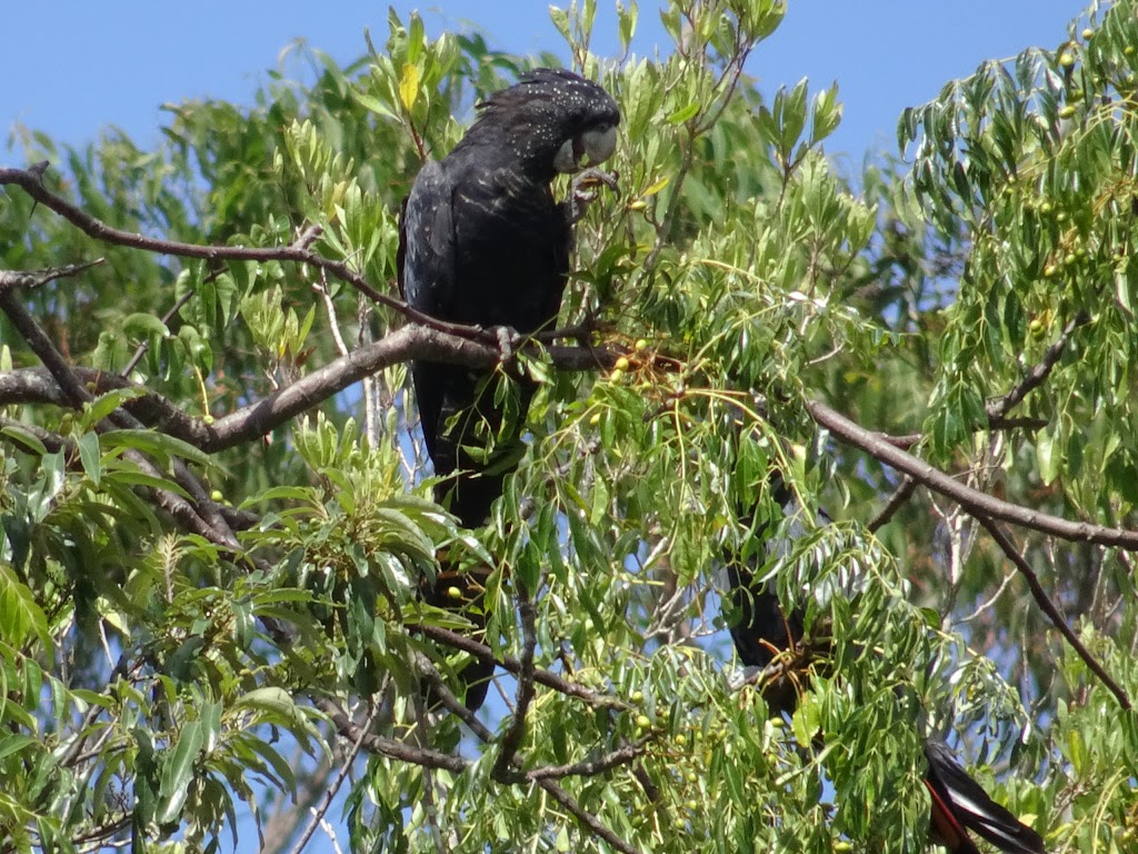 Hazelmont Cottage Bed & Breakfast | 3468 Esk Hampton Rd, Ravensbourne QLD 4352, Australia | Phone: (07) 4622 6470