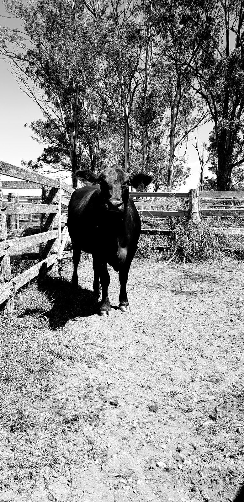 Dead Cow Gully |  | 675 Walsh Rd, Runnymede QLD 4615, Australia | 0439666079 OR +61 439 666 079