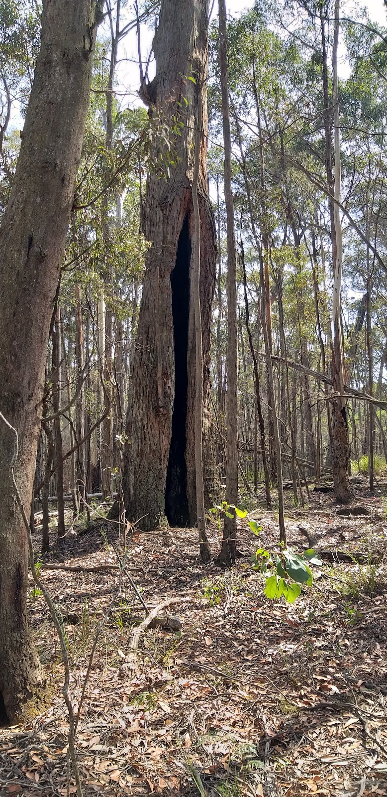 Wombat Track MTB Trail Head | Boundary Rd, Woodend VIC 3442, Australia