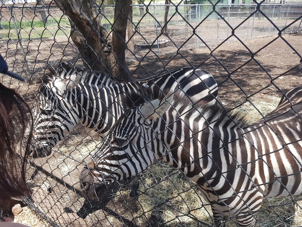 Darling Downs Zoo | zoo | 21 Baines Rd, Pilton QLD 4361, Australia | 0746964107 OR +61 7 4696 4107
