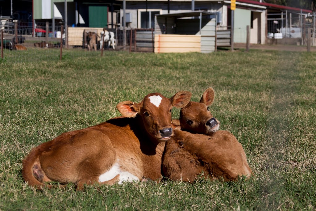 Wilsons Robotic Dairy Kyogle | school | 2019 Summerland Way, Roseberry NSW 2474, Australia | 0266364254 OR +61 2 6636 4254