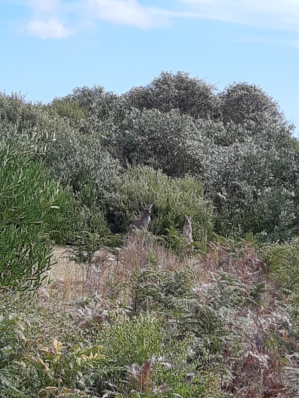 Prom Wildlife Walk | Wilsons Promontory Rd, Wilsons Promontory VIC 3960, Australia | Phone: 13 19 63