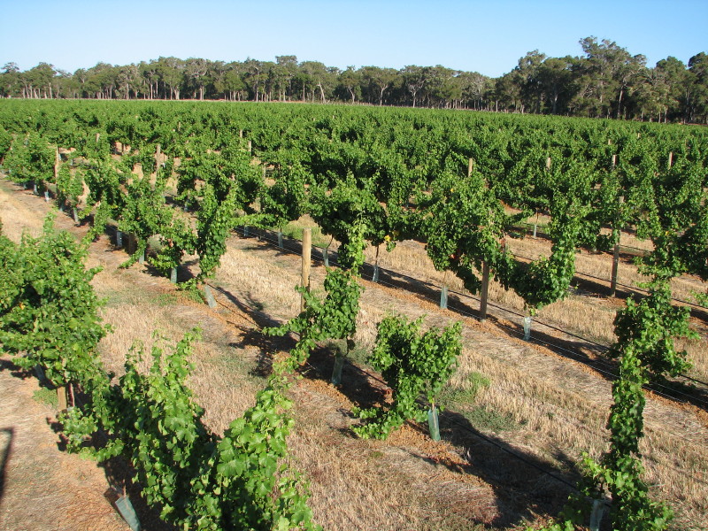 Butler Crest Estate Vineyard | Heath Rd, Wilyabrup WA 6280, Australia | Phone: (08) 9755 1521