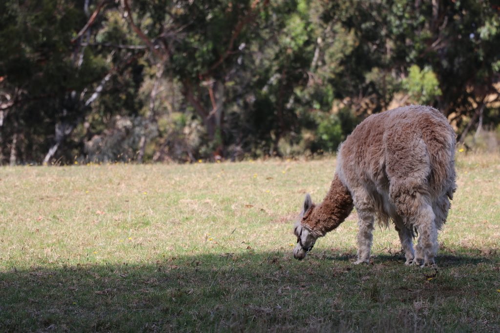 Riverway Chalets | lodging | Riverway Rd, Boorara Brook WA 6262, Australia | 0897767183 OR +61 8 9776 7183