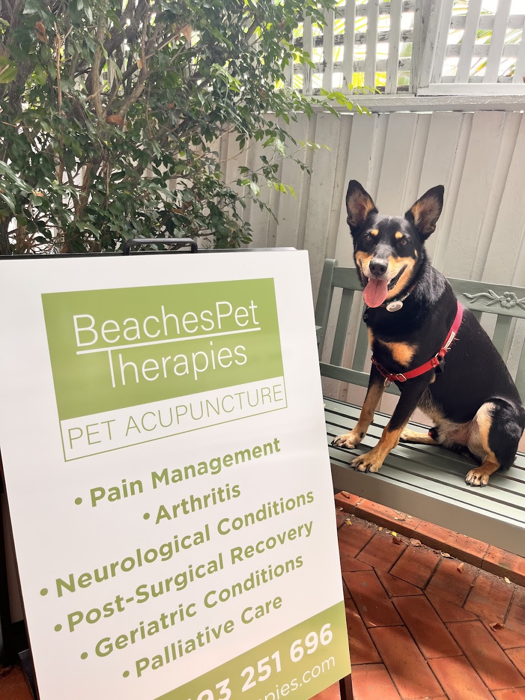 Beaches Pet Therapies | health | 5/35 Adams St, Curl Curl NSW 2096, Australia | 0493251696 OR +61 493 251 696