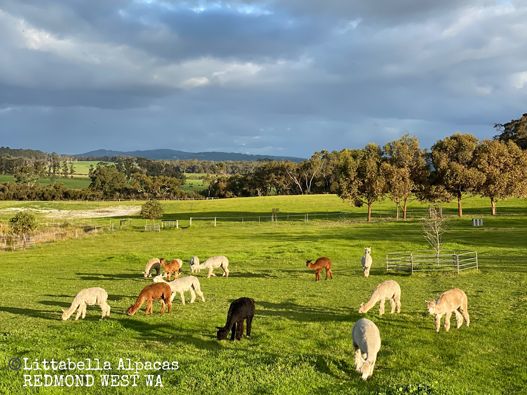 Littabella Alpacas | tourist attraction | 821 Hunwick Rd, Redmond West WA 6327, Australia | 0417599309 OR +61 417 599 309