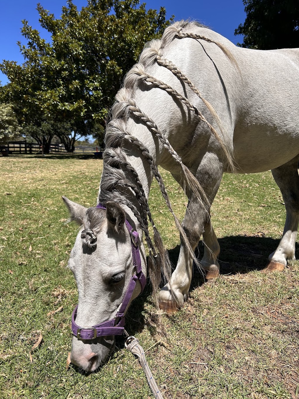 Jasper Equine Assisted Therapy and Counselling | 183 Craig Rd, Pearcedale VIC 3912, Australia | Phone: 0423 764 919