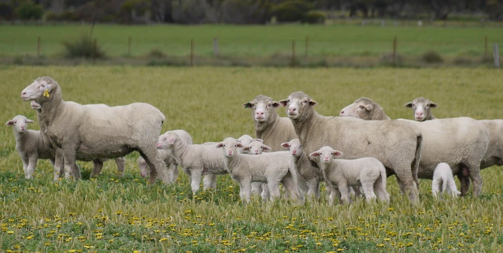 Ridgway Advance Merinos & Poll Merinos | 4363 Emu Flat Rd, Bordertown SA 5268, Australia | Phone: (08) 8754 2028