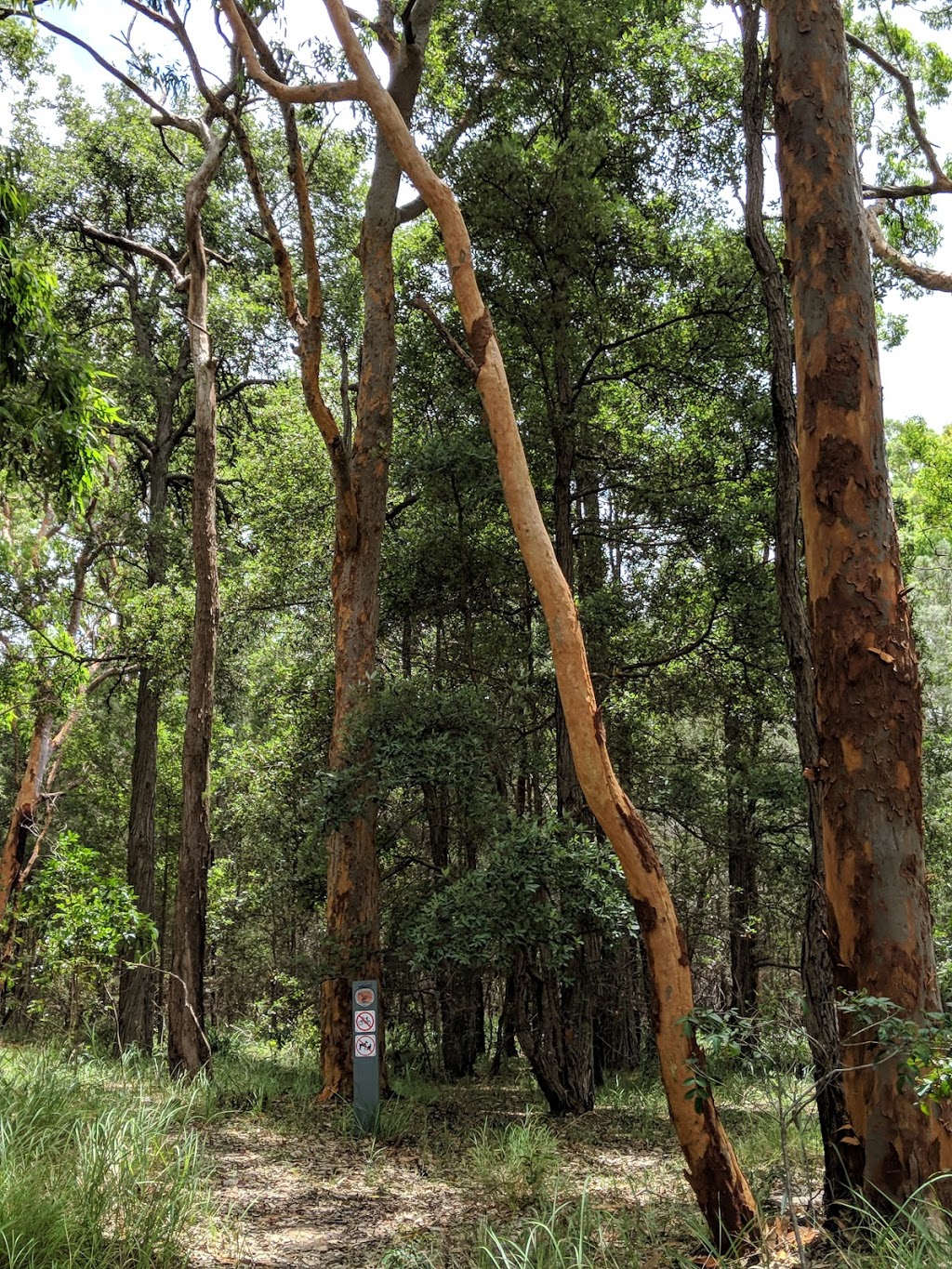 Wallumatta Nature Reserve | park | North Ryde NSW 2113, Australia