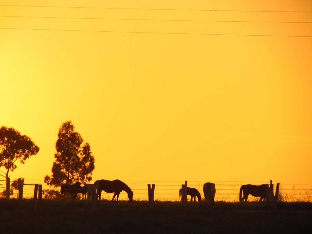 Eureka Stud |  | Cambooya Felton Rd, Cambooya QLD 4358, Australia | 0746961204 OR +61 7 4696 1204