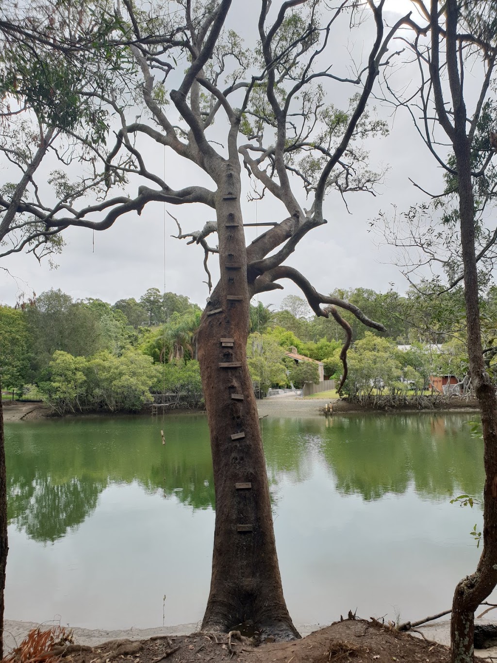 Tallebudgera Creek Conservation Park | 222 W Burleigh Rd, Burleigh Heads QLD 4220, Australia