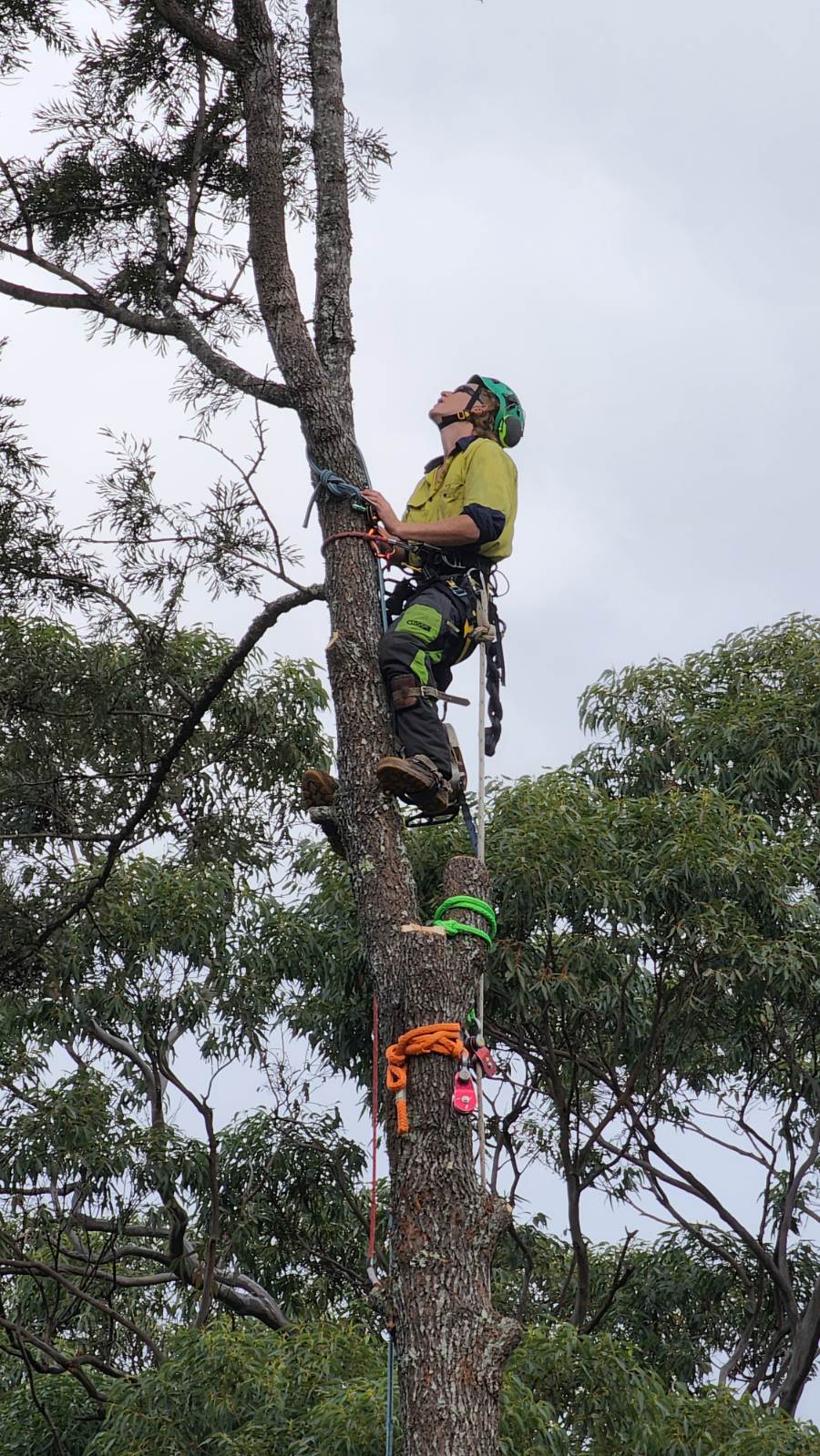 DC TREE CARE | Far Meadow NSW 2535, Australia | Phone: 0423 903 946