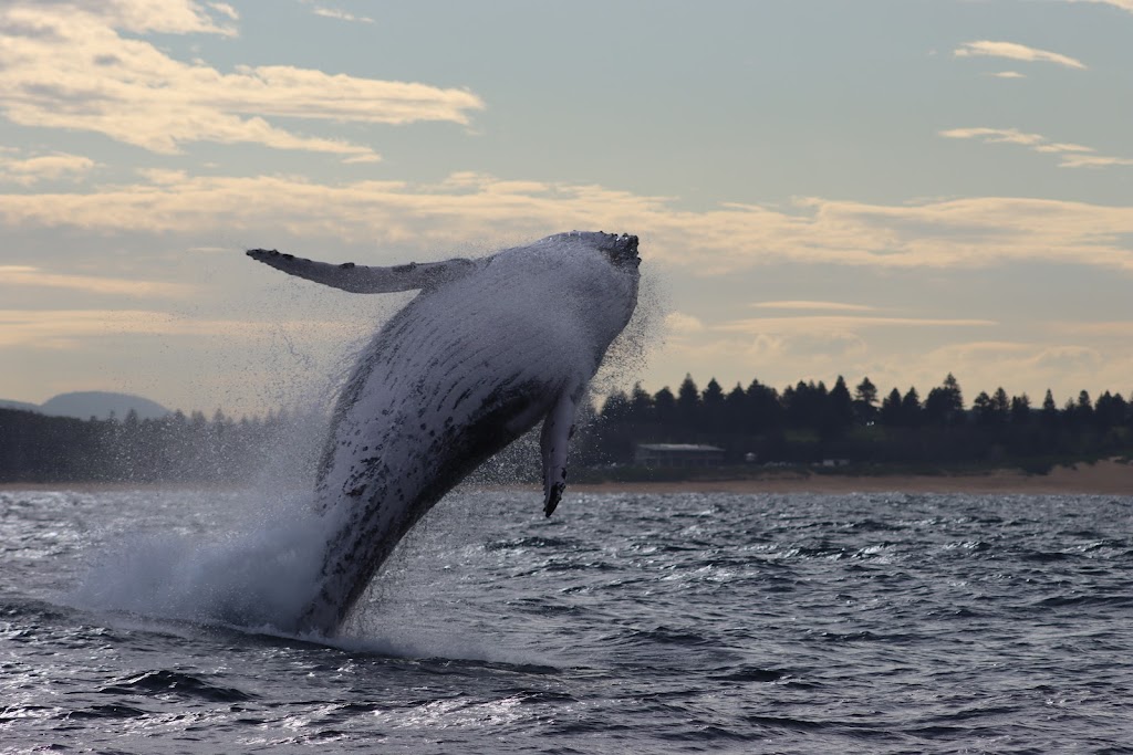 Whale Watching Terrigal | Terrigal NSW 2260, Australia | Phone: 0449 999 868