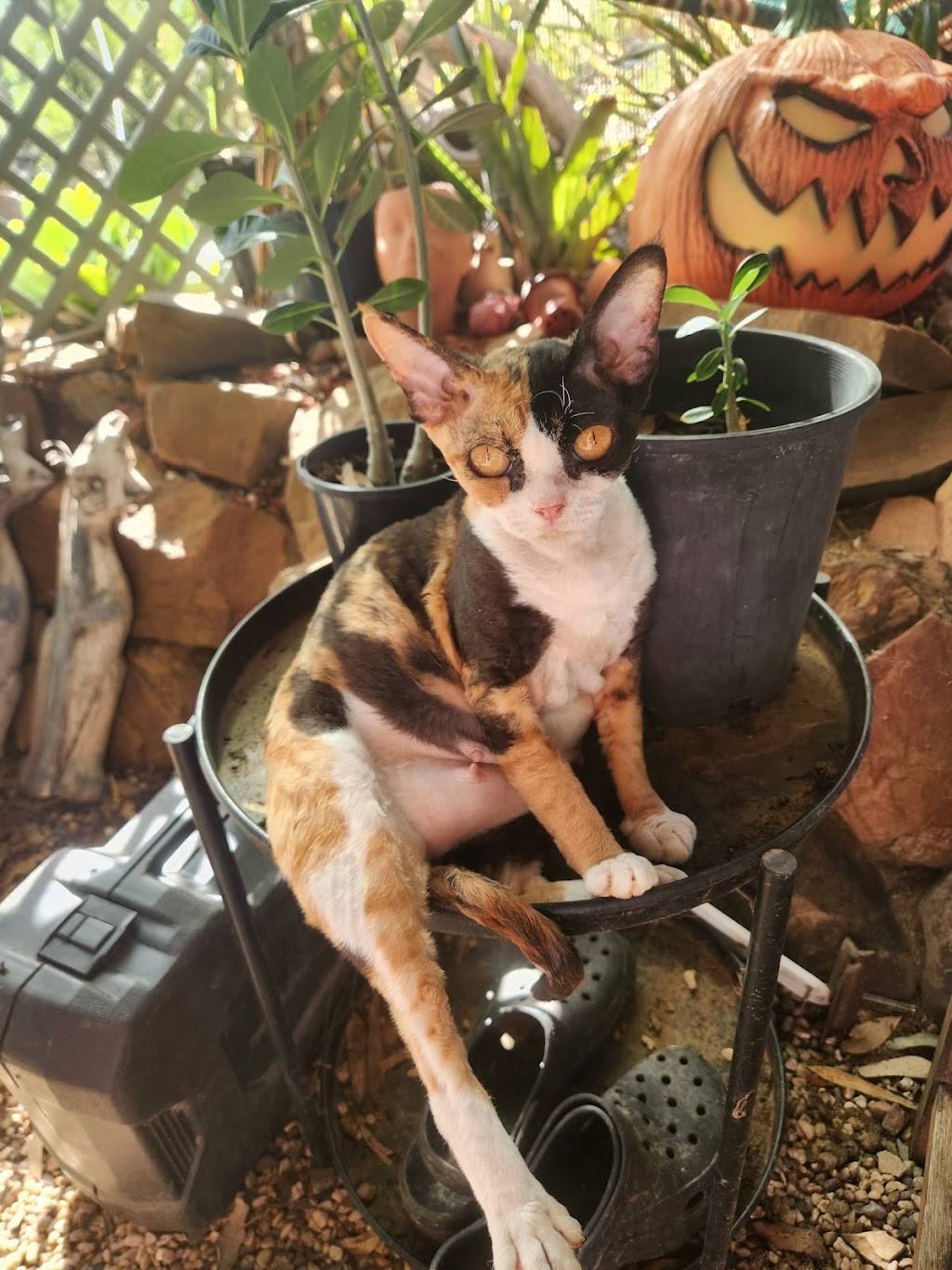 Kazzablanka Kennels and Kattery | Heritage Rd, Rubyvale QLD 4702, Australia | Phone: 0424 671 511