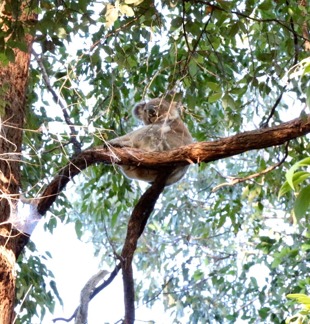 Sangsurya Retreat Centre | 95 Old Bangalow Rd, Byron Bay NSW 2481, Australia | Phone: 0468 827 090