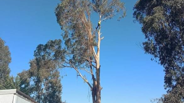 Parks Chainsaw and Tree Services | 32 Forrest St, Bridgetown WA 6255, Australia | Phone: 0459 689 518