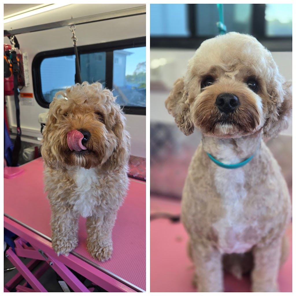 Mountain Pawz | Behind The Antique Shop, 80 Great Western Hwy, Woodford NSW 2778, Australia | Phone: 0415 433 676
