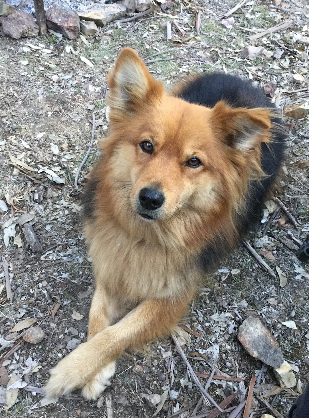 Perfect Paws Dog Grooming | 194 Cattai Ridge Rd, Maraylya NSW 2765, Australia | Phone: 0481 263 864