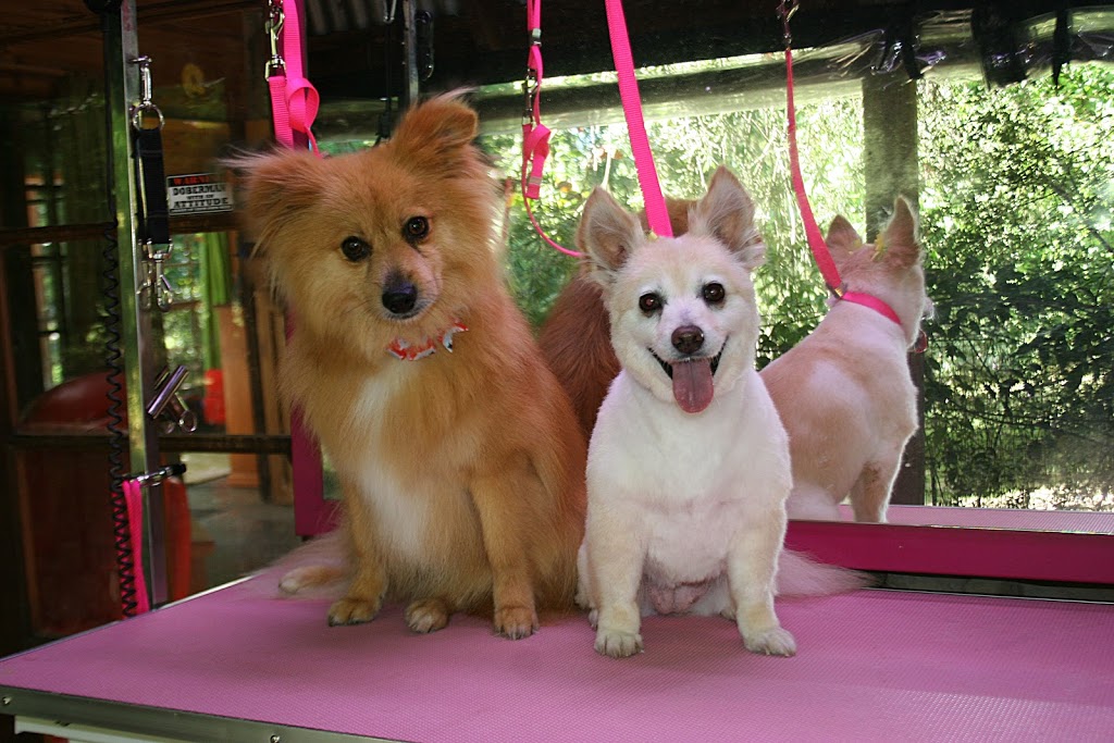 In The Pink Dog Grooming Salon |  | 279 Cathedral Ln, Taggerty VIC 3714, Australia | 0357747242 OR +61 3 5774 7242