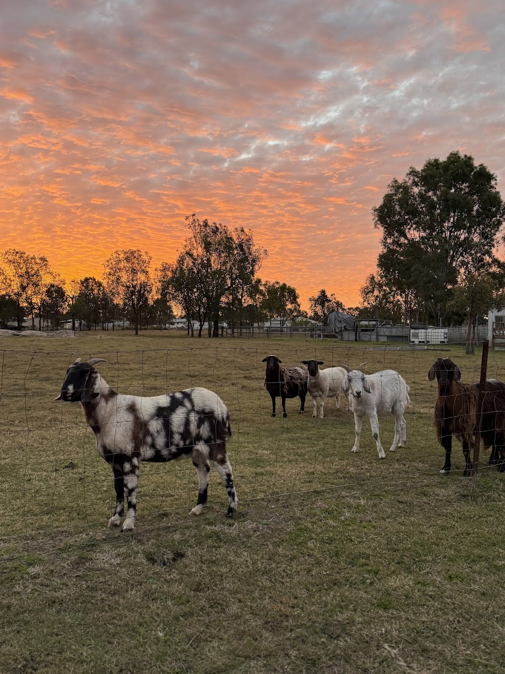 Yellow Rose Ranch | 14A Caleys Ct, Lockrose QLD 4342, Australia | Phone: 0492 857 810