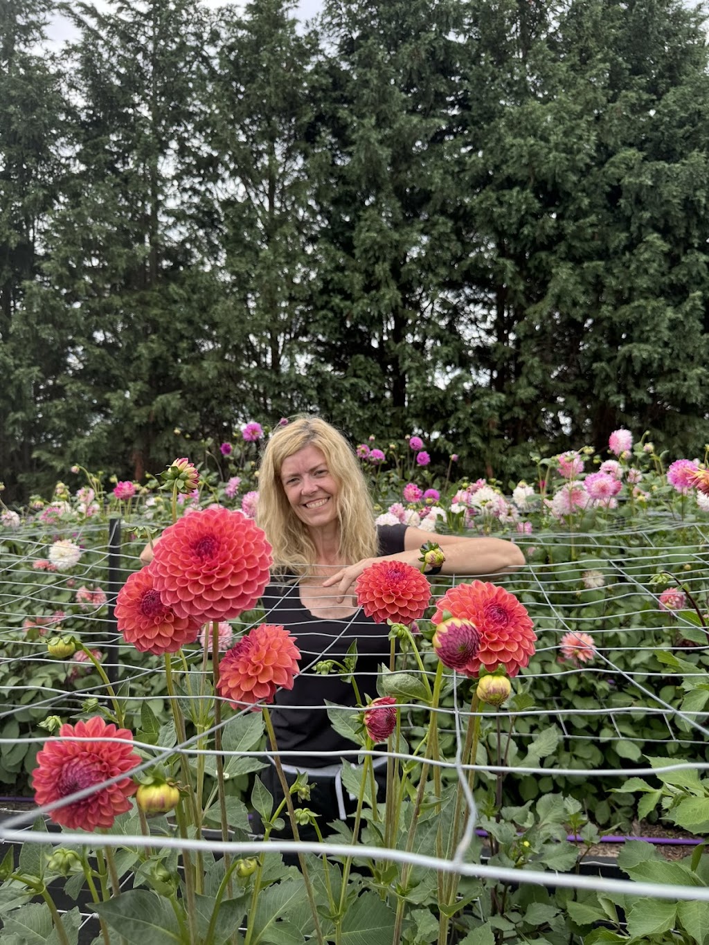 The Dahlia Patch Farm | 154 Old S Rd, Alpine NSW 2575, Australia | Phone: 0413 057 671