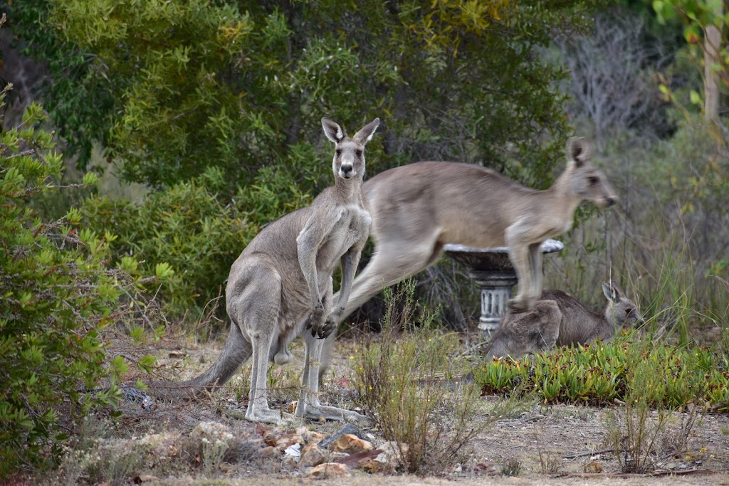 Heathcote | travel agency | High St & Barrack St, Heathcote VIC 3523, Australia | 0354333121 OR +61 3 5433 3121