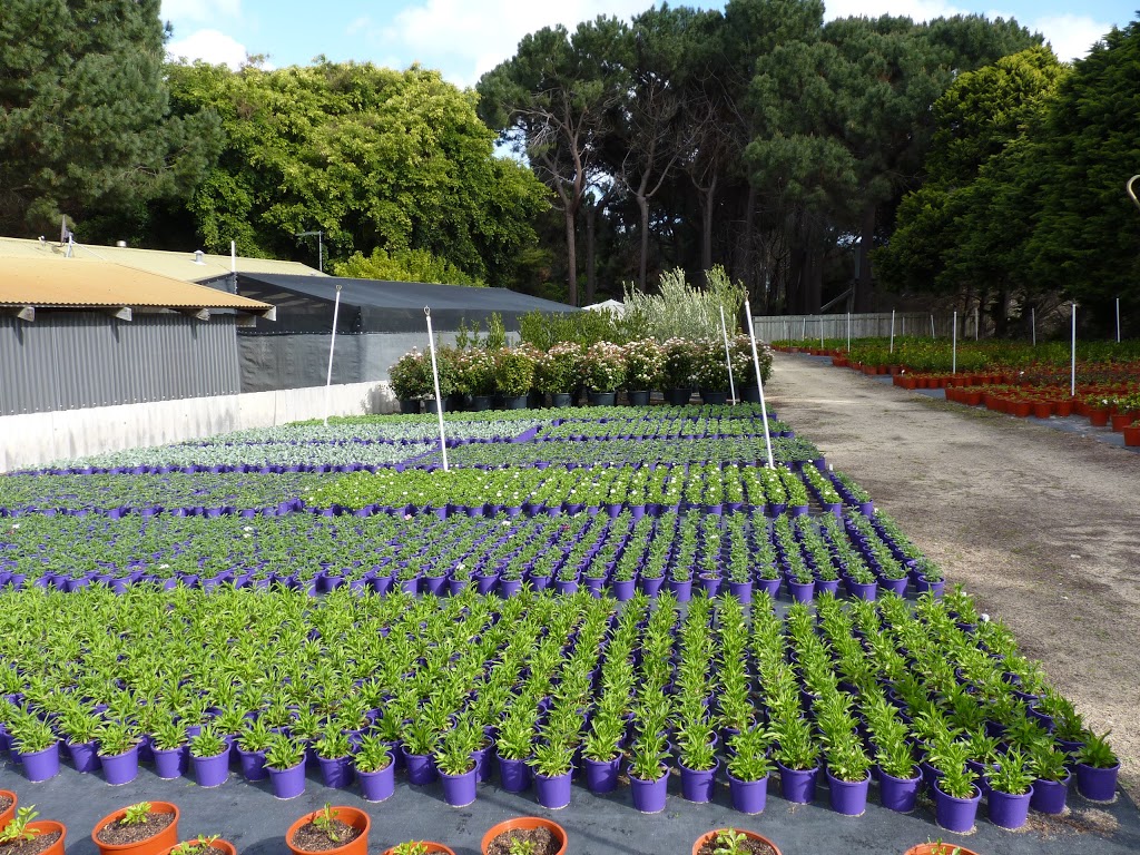 Pine Lake Nursery | 82 Coogee Rd, Mariginiup WA 6078, Australia | Phone: (08) 9405 2295