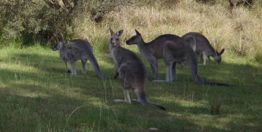 Bendethera Valley campground | Bendethera Camp Trail, Deua NSW 2537, Australia | Phone: (02) 4476 0800