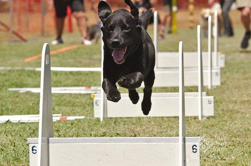 Ballarat Dog Obedience | school | Military Dr, Newington VIC 3350, Australia