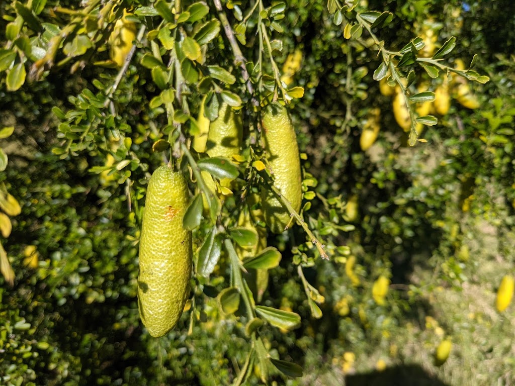 Native Foodways | food | 156A Moss Vale Rd, Kangaroo Valley NSW 2577, Australia | 0402313169 OR +61 402 313 169