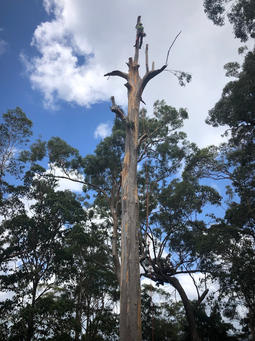 Treeline Tree Services | general contractor | 109 Wongawallan Dr, Wongawallan QLD 4210, Australia | 0417794228 OR +61 417 794 228