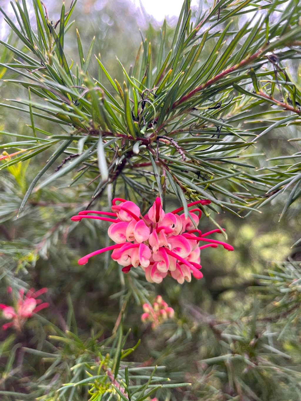 Bambra Native Plants | 85 Draytons Rd, Bambra VIC 3241, Australia | Phone: 0407 101 516