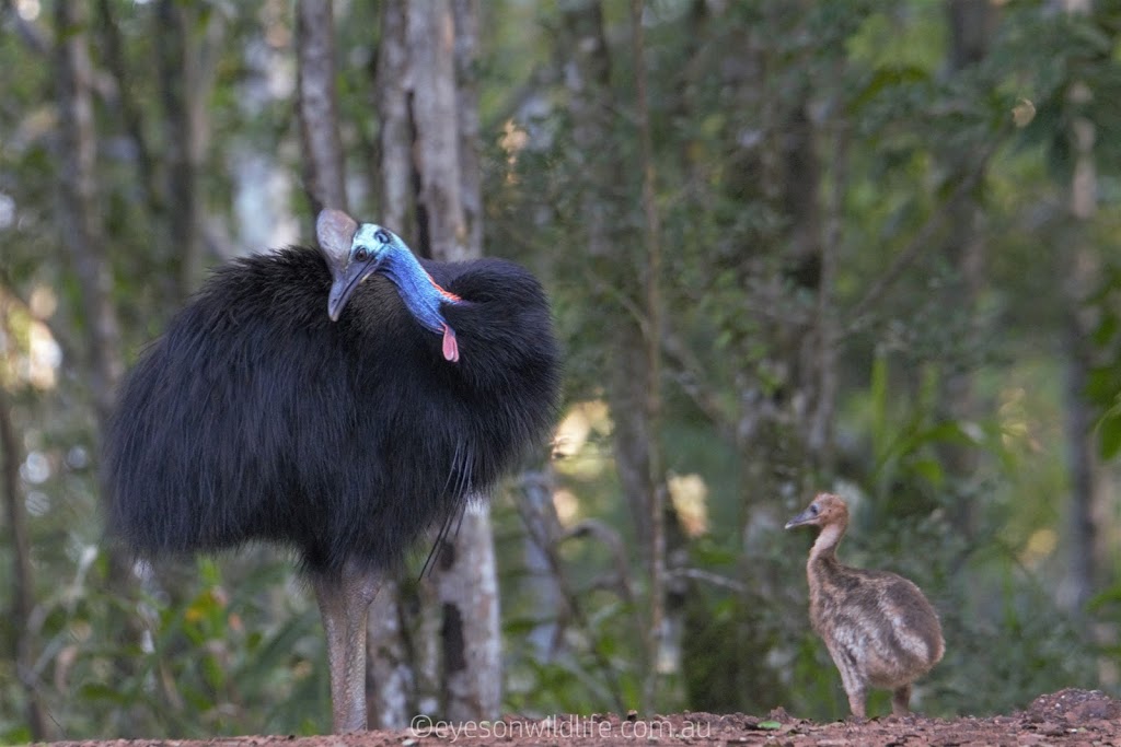 Eyes on Wildlife Birding & Wildlife Tours - Atherton - Australia | 2 Jessop Rd, Atherton QLD 4883, Australia | Phone: 0439 817 214